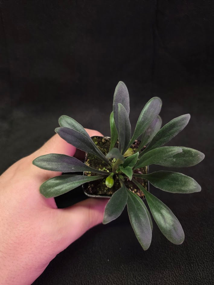 Primulina Schouchingensis #01