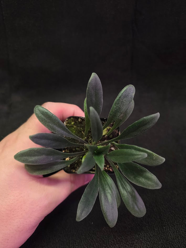 Primulina Schouchingensis #01