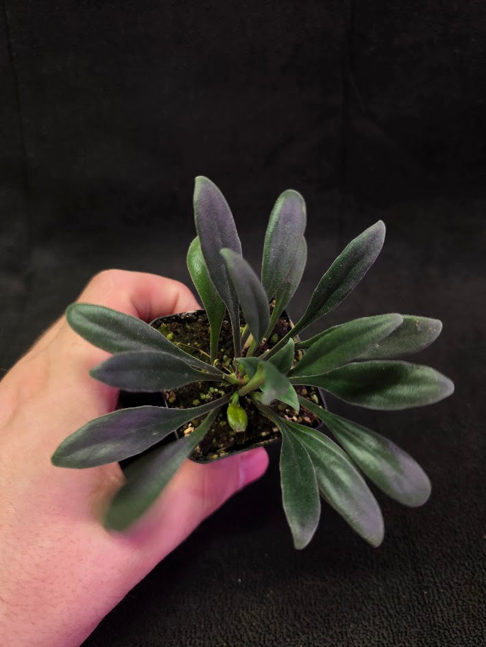 Primulina Schouchingensis #01