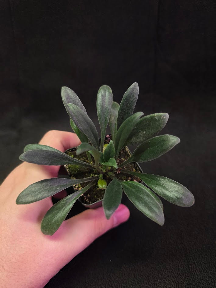 Primulina Schouchingensis #01