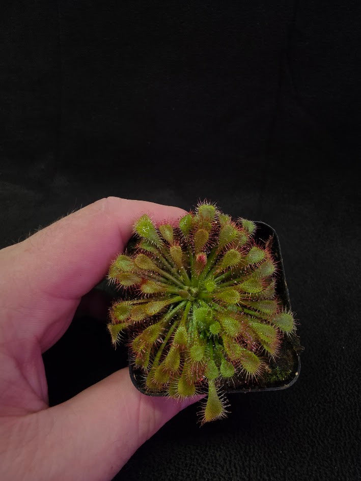 Drosera Spatulata Var. Lovellae #01
