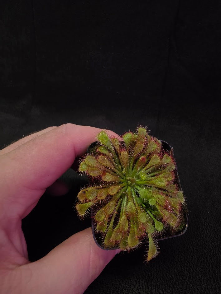 Drosera Spatulata Var. Lovellae #01