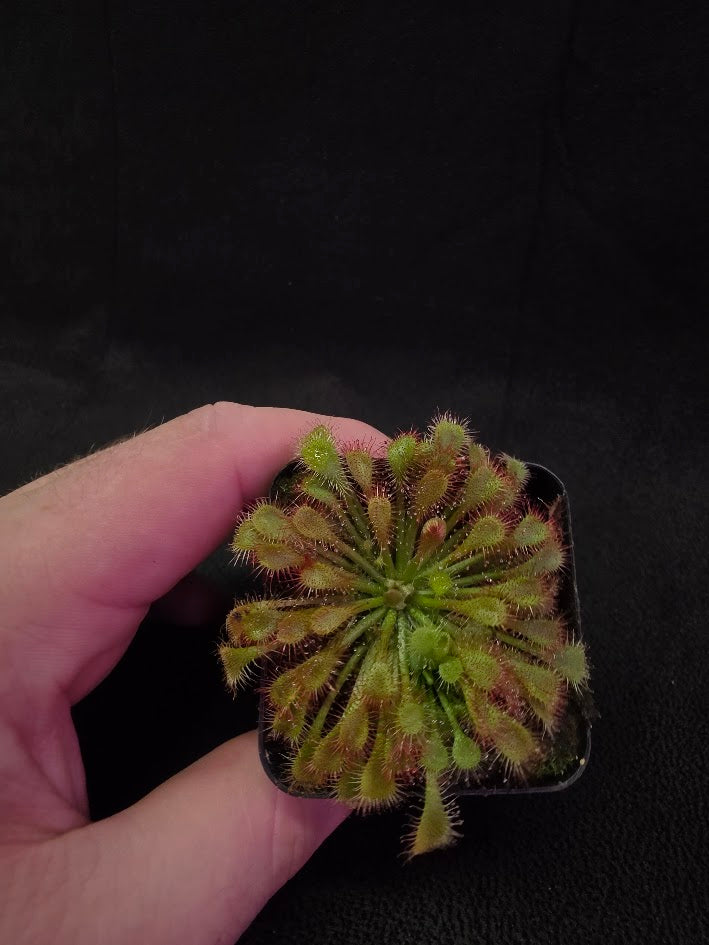 Drosera Spatulata Var. Lovellae #01