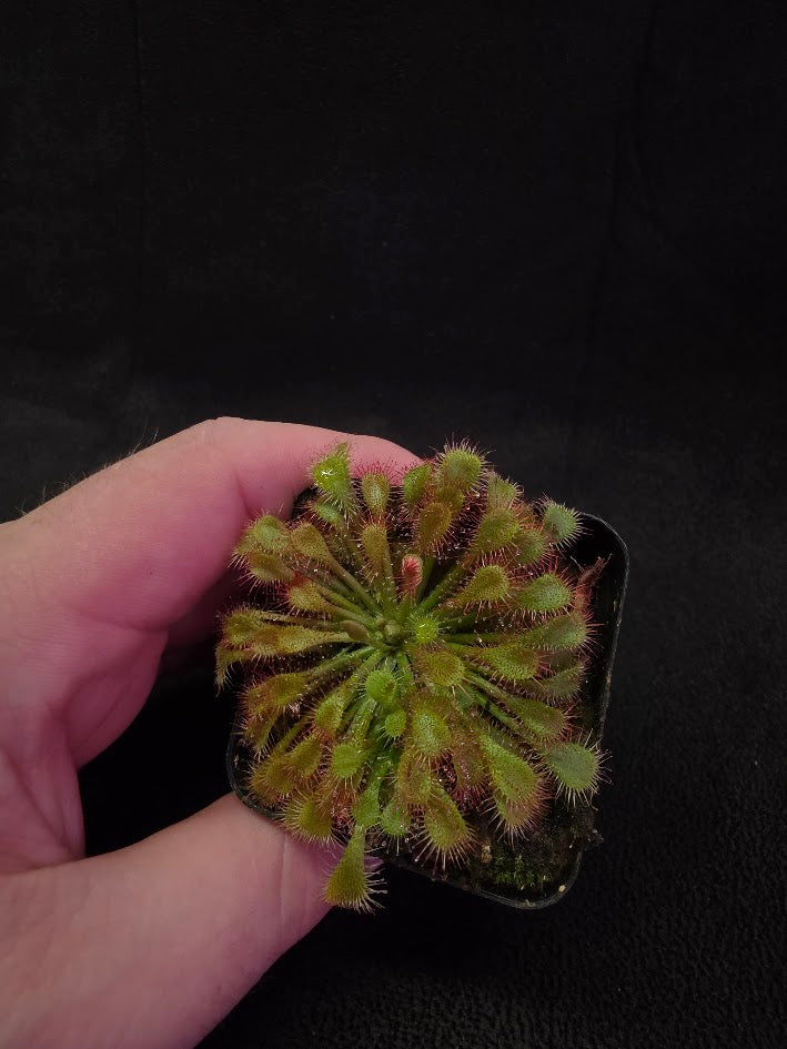 Drosera Spatulata Var. Lovellae #01