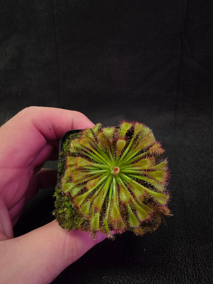 Drosera Spatulata Var. Lovellae #02