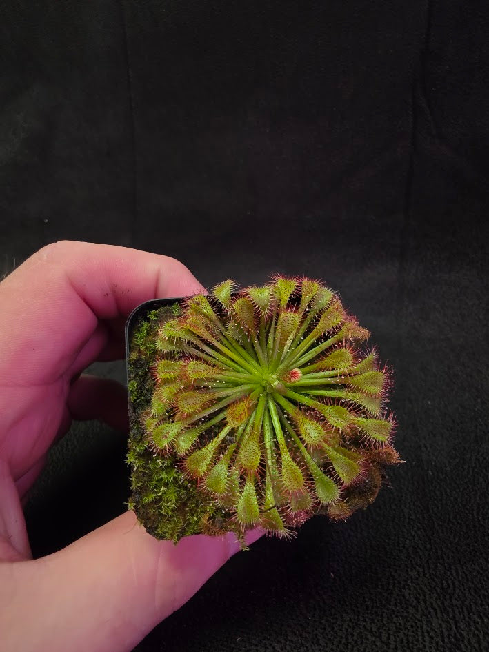 Drosera Spatulata Var. Lovellae #02