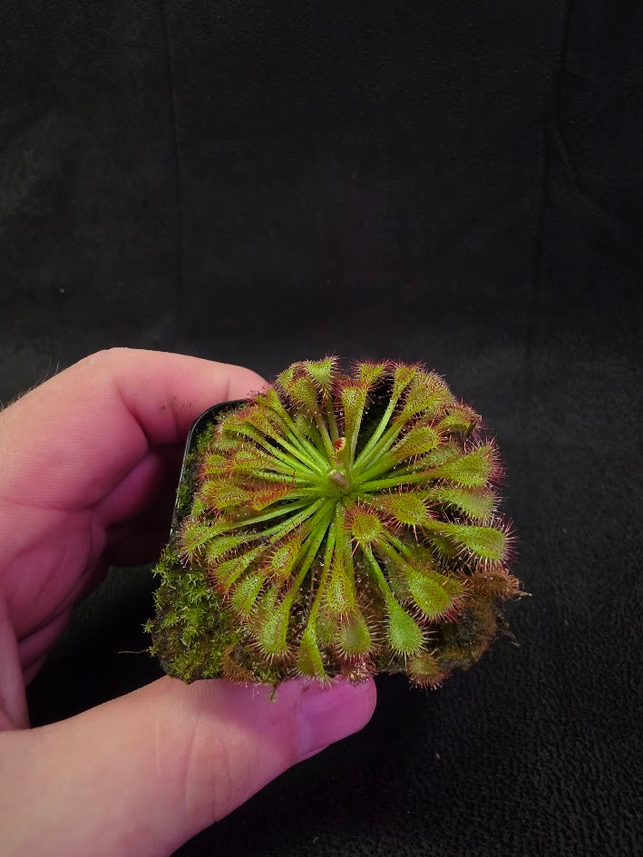 Drosera Spatulata Var. Lovellae #02