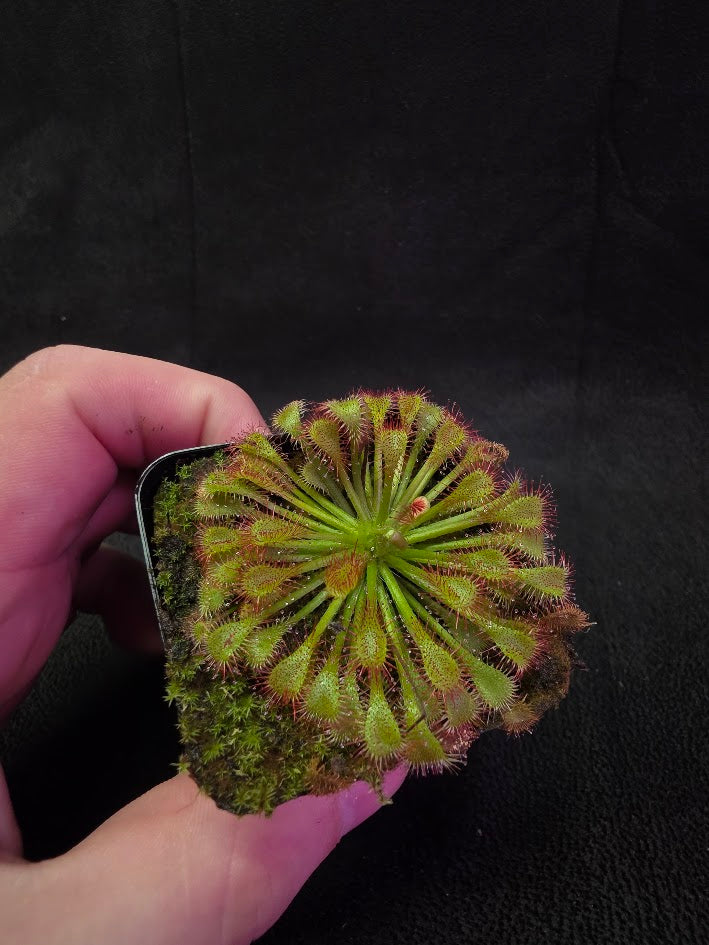 Drosera Spatulata Var. Lovellae #02