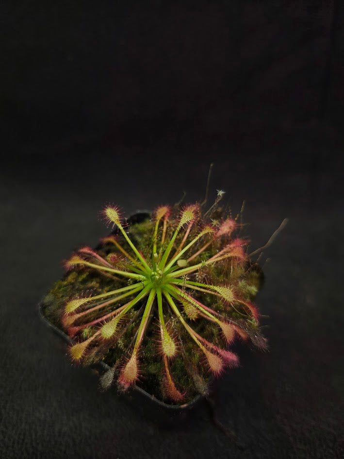 Drosera Intermedia #01