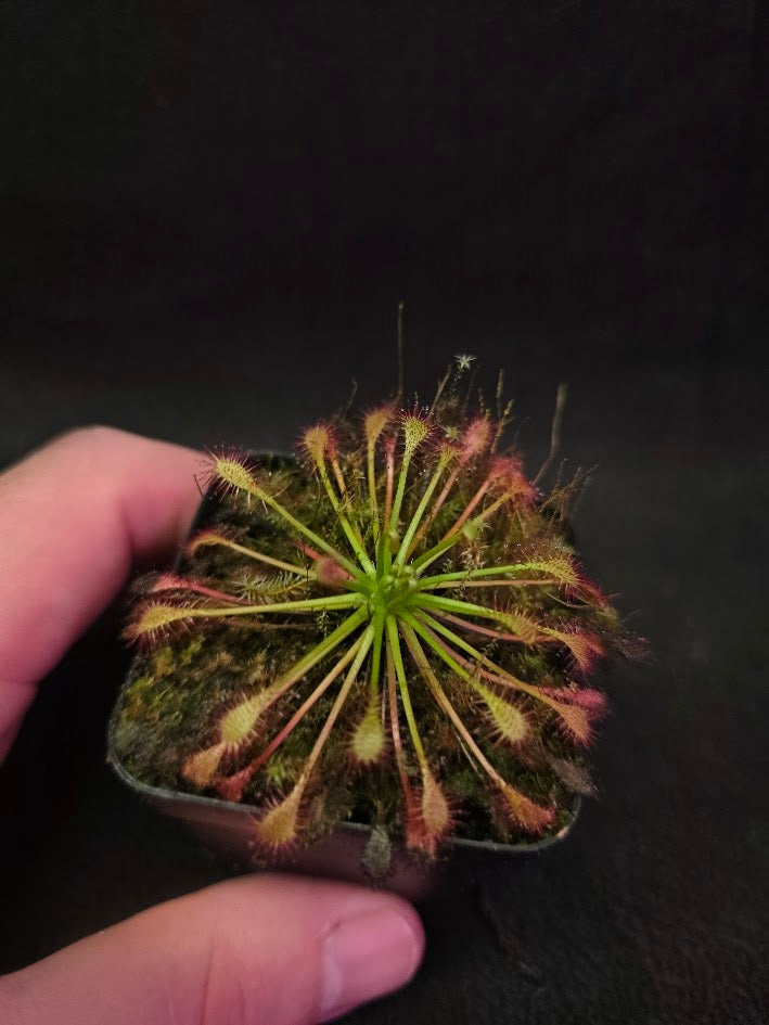 Drosera Intermedia #01
