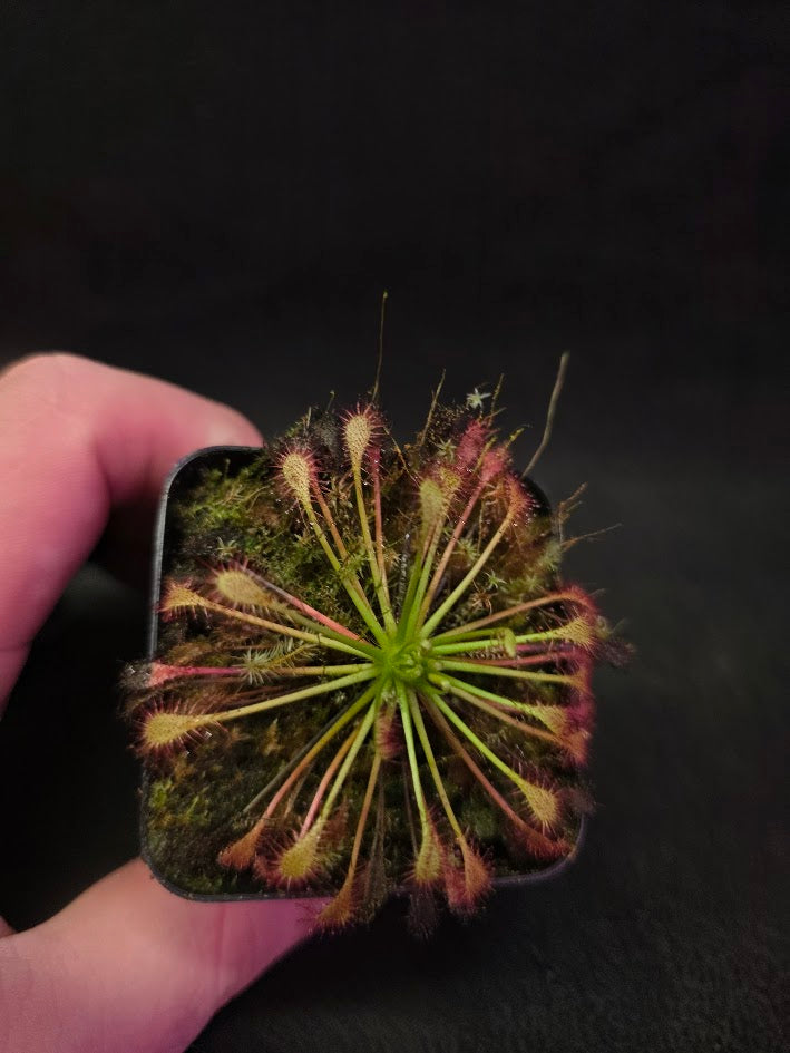 Drosera Intermedia #01