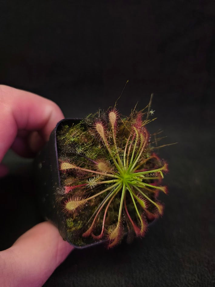 Drosera Intermedia #01