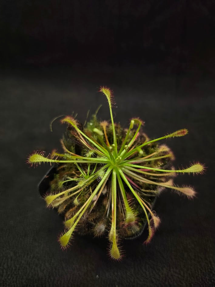 Drosera Intermedia #02