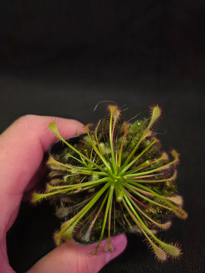 Drosera Intermedia #02