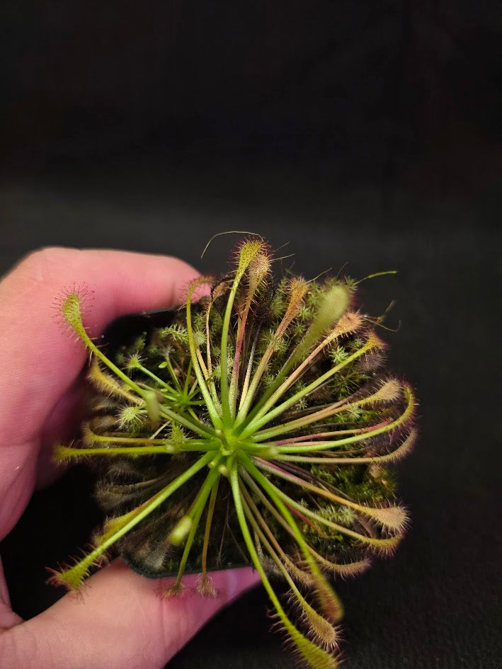 Drosera Intermedia #02
