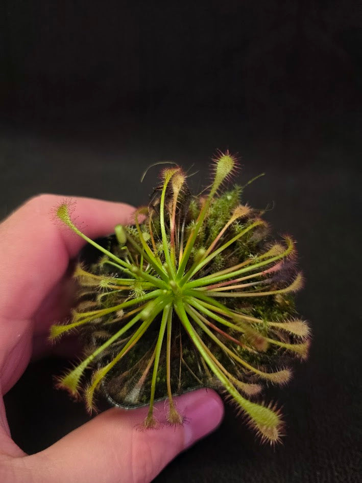Drosera Intermedia #02