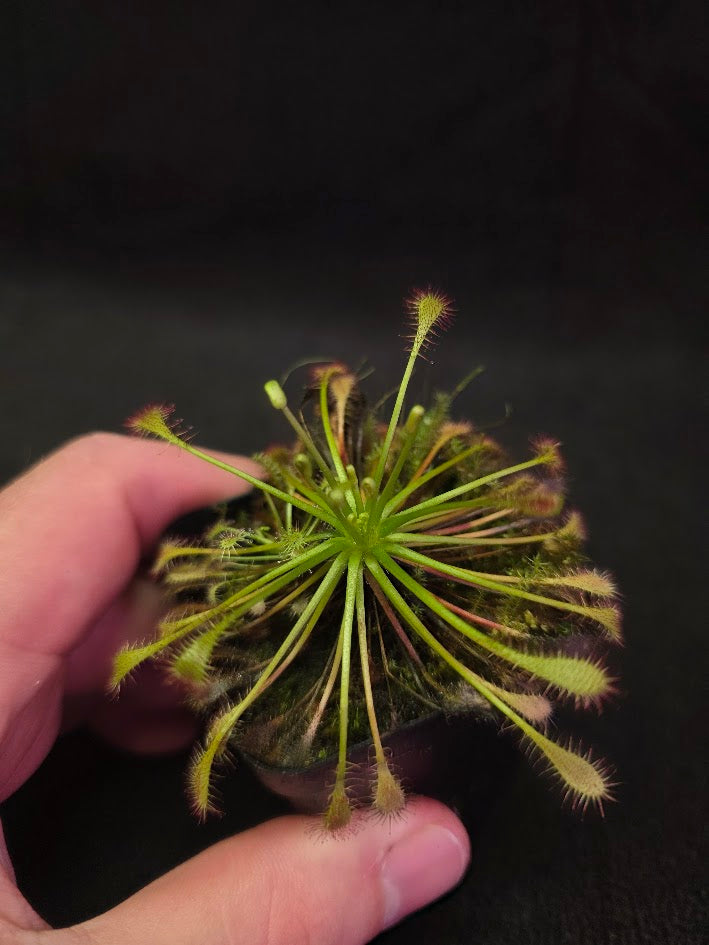 Drosera Intermedia #02