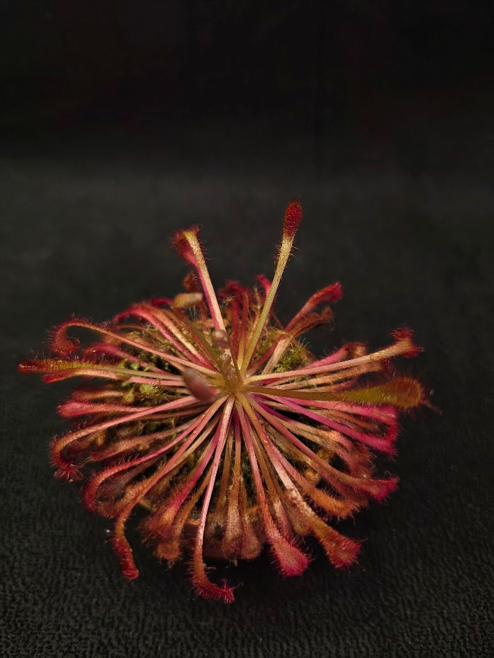 Drosera Nidiformis #01