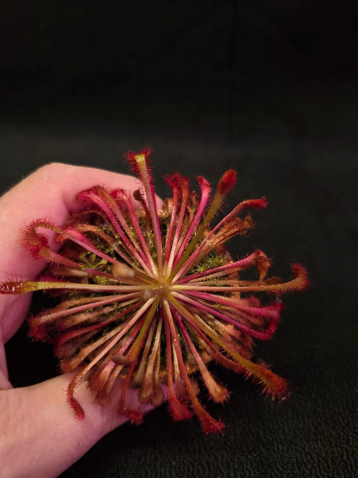 Drosera Nidiformis #01