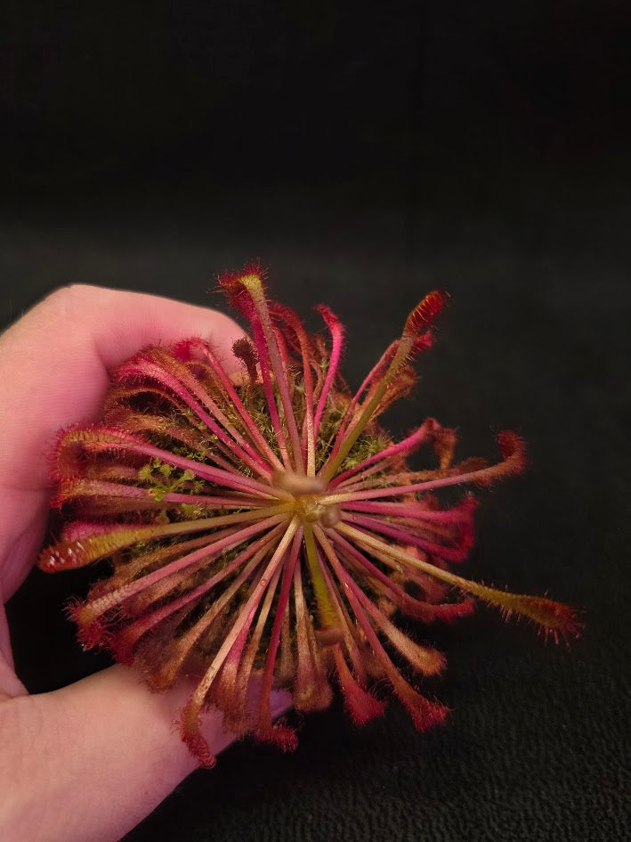 Drosera Nidiformis #01