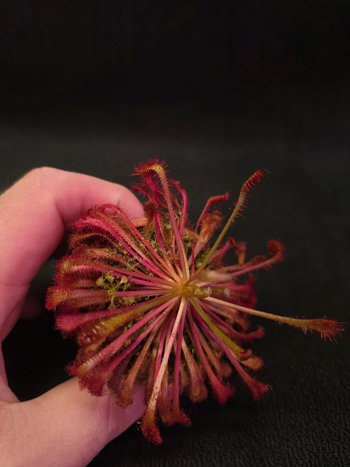 Drosera Nidiformis #01