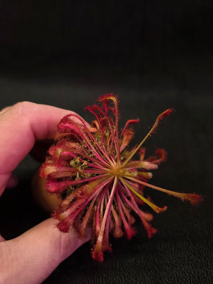 Drosera Nidiformis #01
