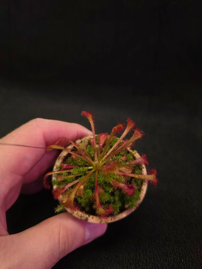Drosera Nidiformis #02