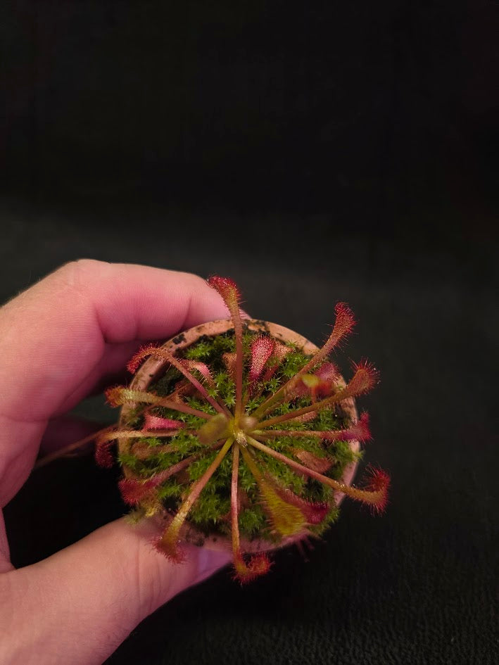 Drosera Nidiformis #02