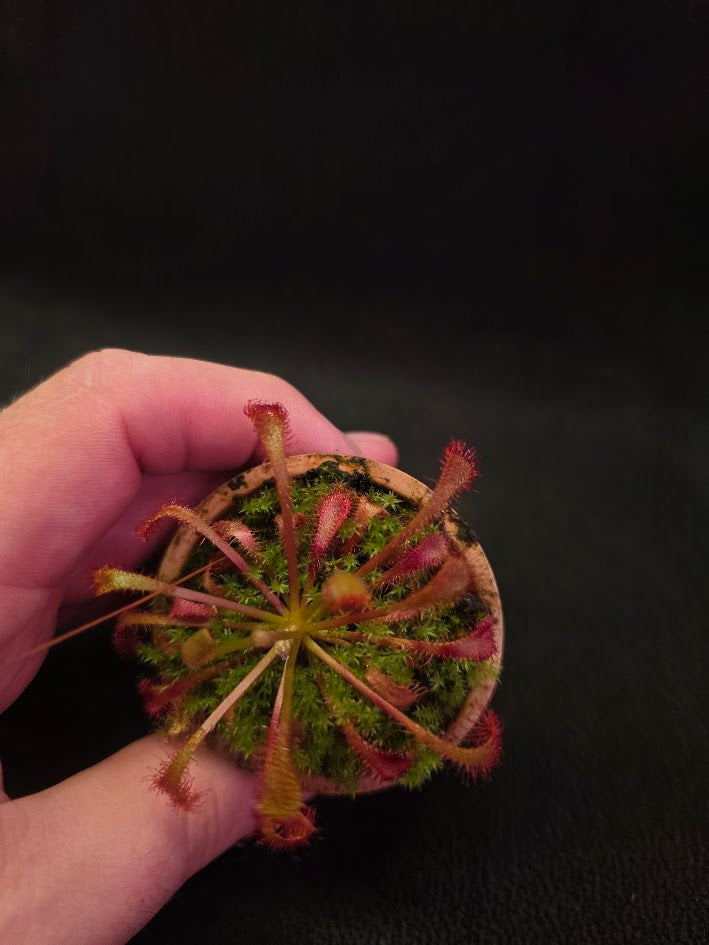 Drosera Nidiformis #02