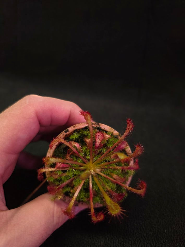 Drosera Nidiformis #02
