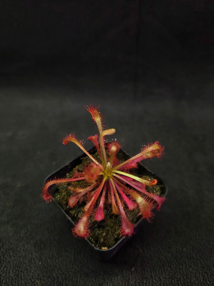 Drosera Latifolia #02