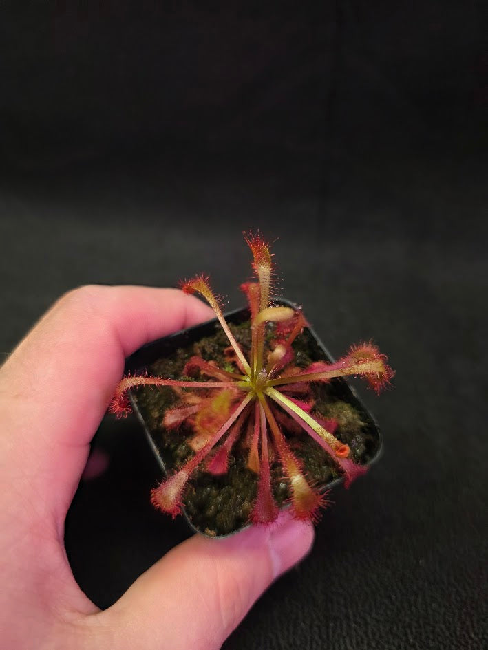 Drosera Latifolia #02