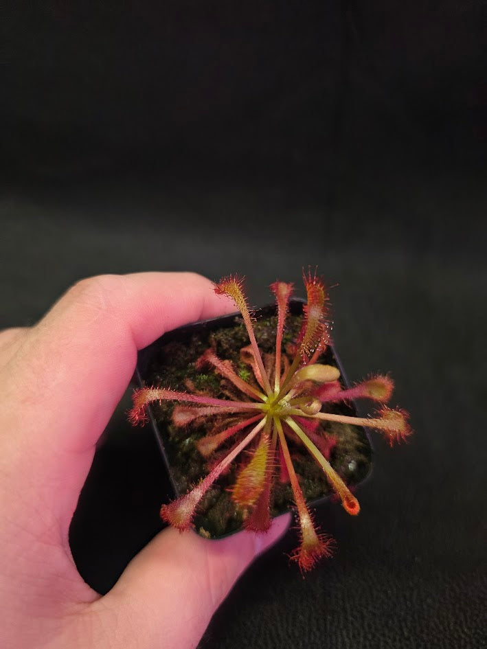 Drosera Latifolia #02