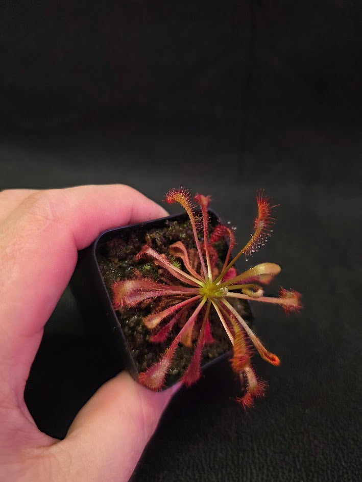 Drosera Latifolia #02