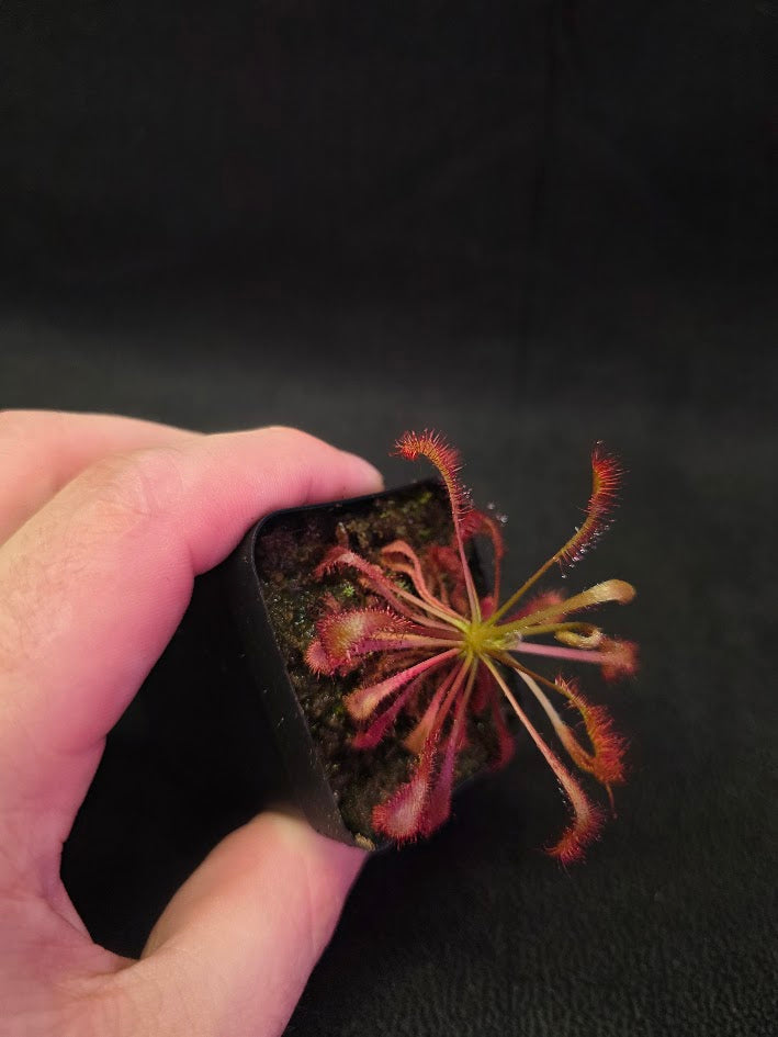 Drosera Latifolia #02