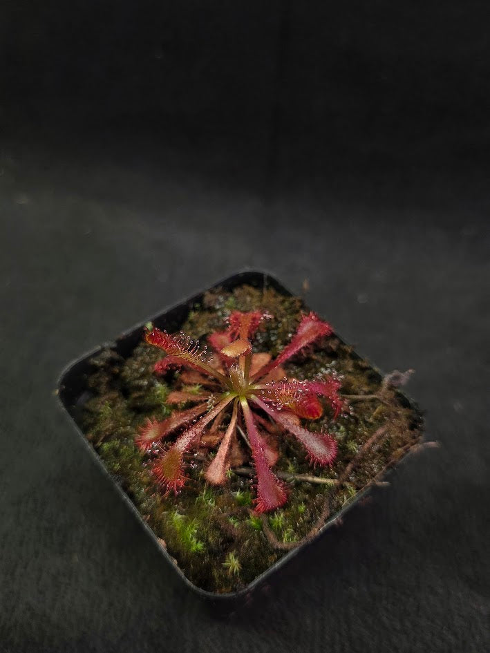 Drosera Latifolia #03