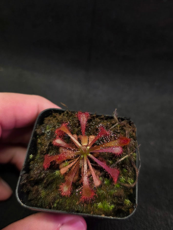 Drosera Latifolia #03
