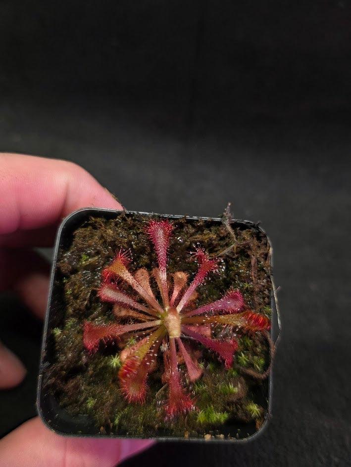 Drosera Latifolia #03