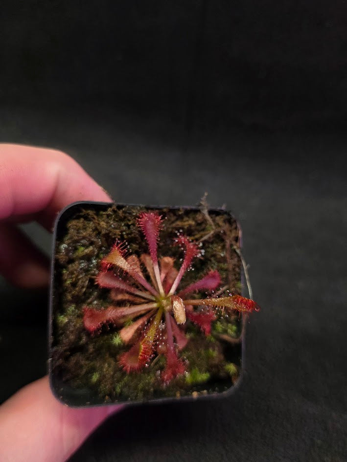 Drosera Latifolia #03