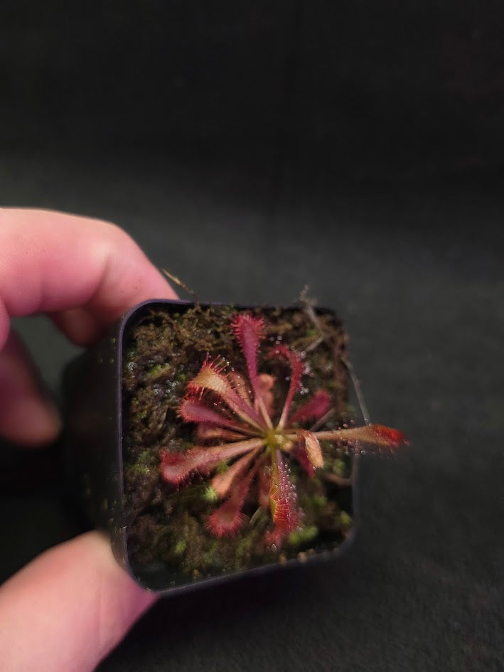 Drosera Latifolia #03