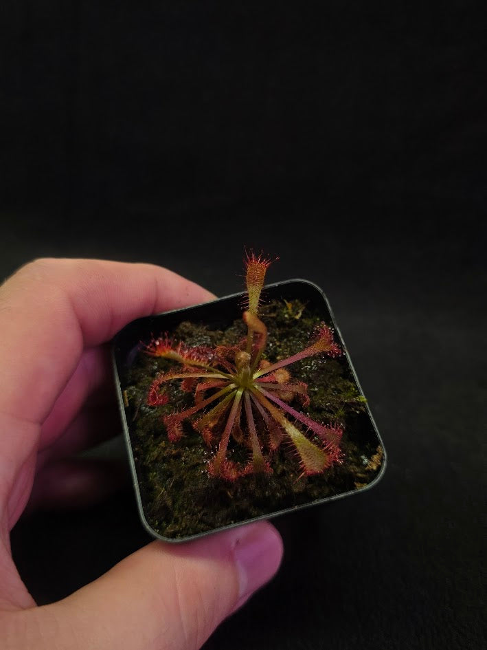 Drosera Latifolia #04