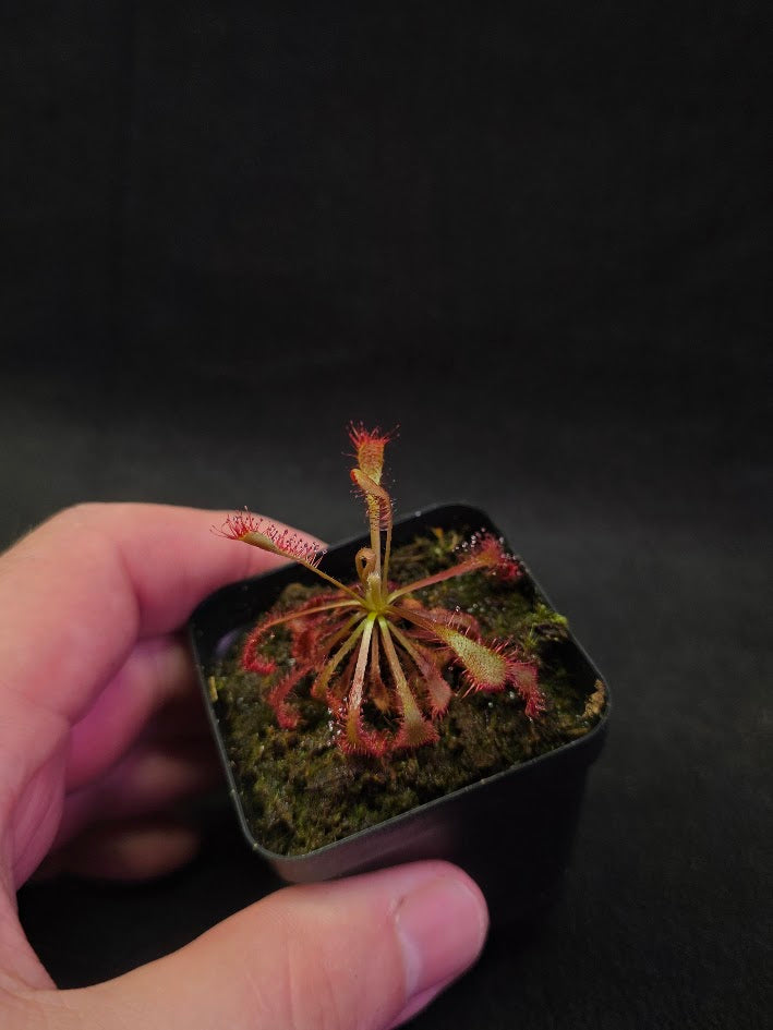 Drosera Latifolia #04