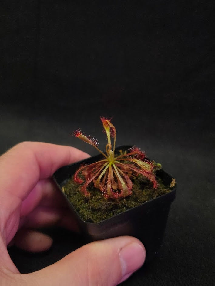 Drosera Latifolia #04
