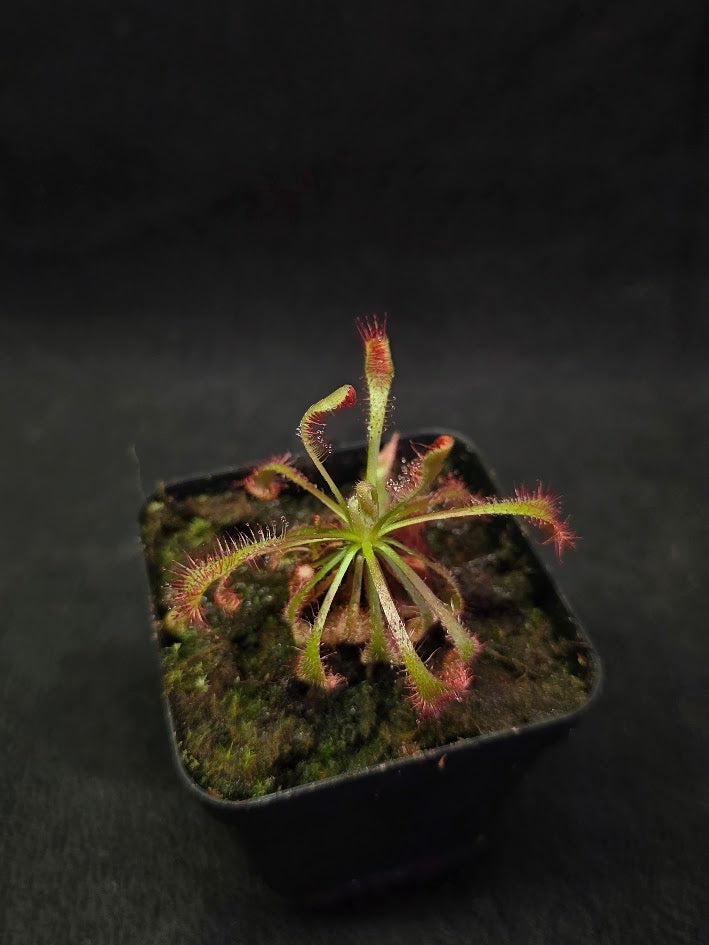 Drosera Latifolia #05