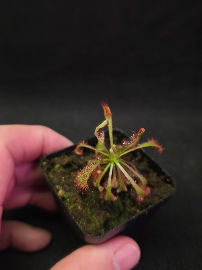 Drosera Latifolia #05