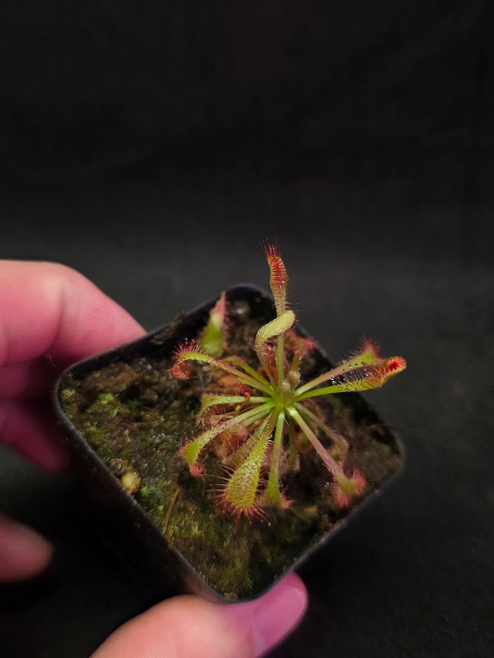 Drosera Latifolia #05