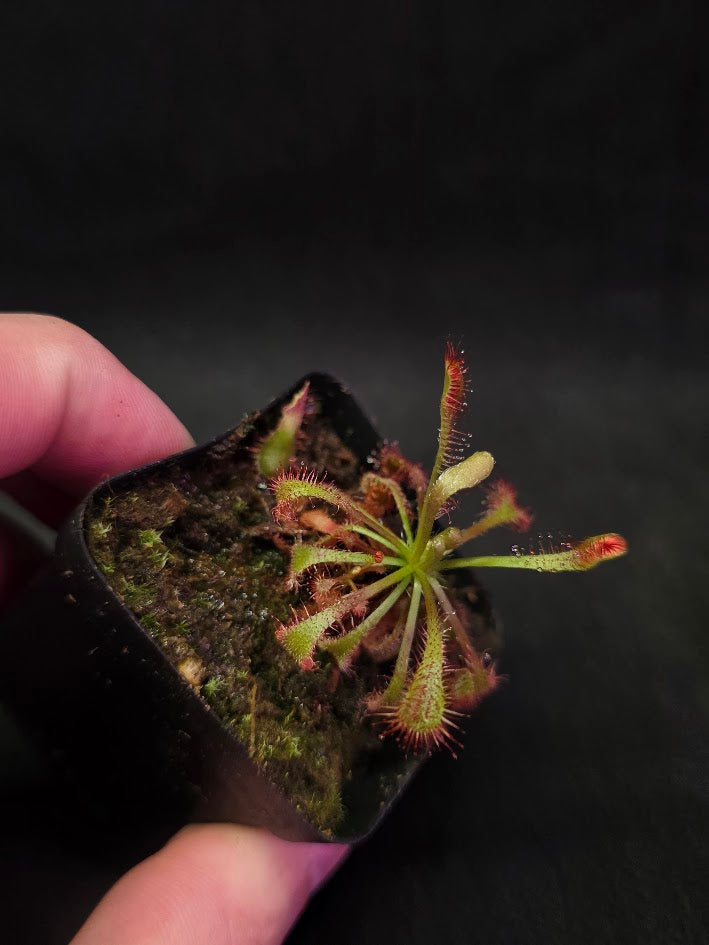 Drosera Latifolia #05