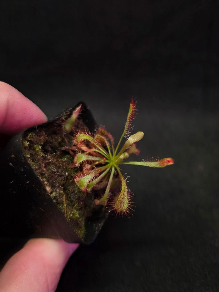 Drosera Latifolia #05