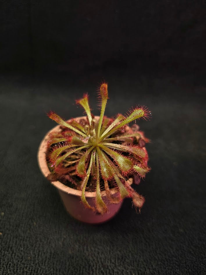 Drosera Nidiformis #03