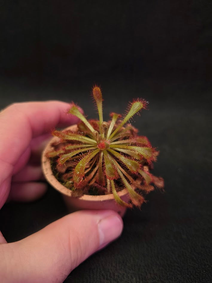 Drosera Nidiformis #03